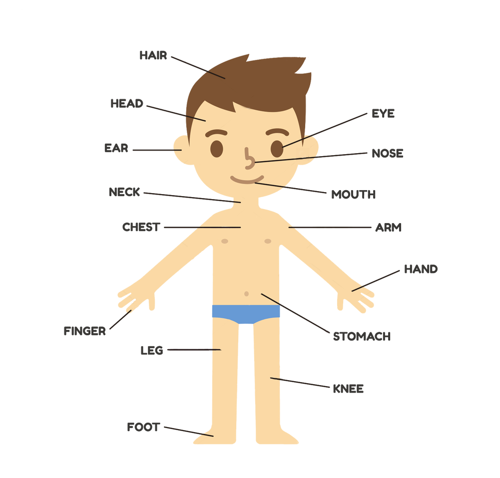 Body parts png.
