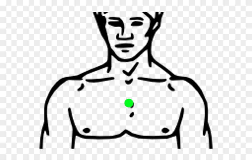 Chest clipart body.