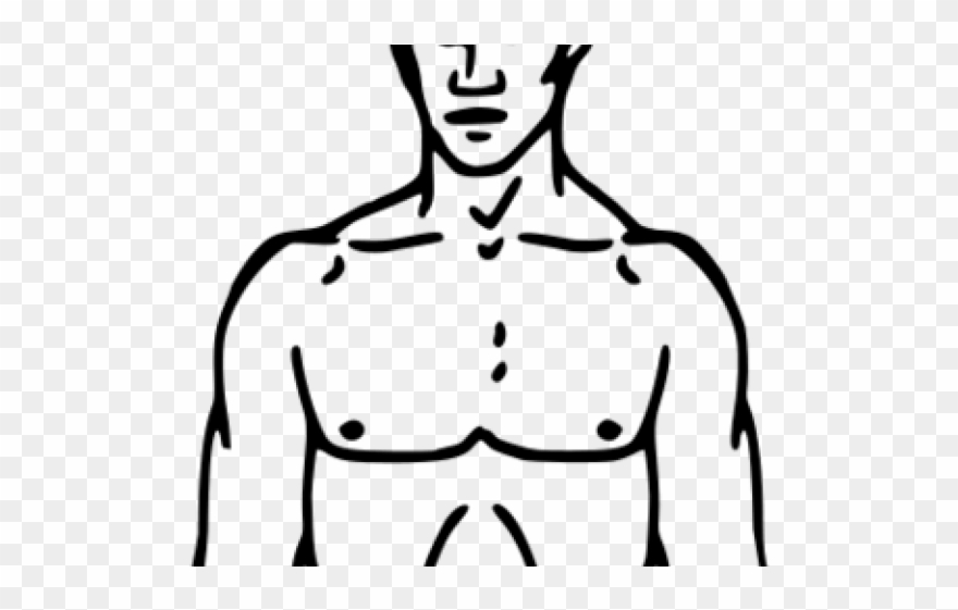 body part clipart chest