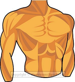 Body part chest clipart