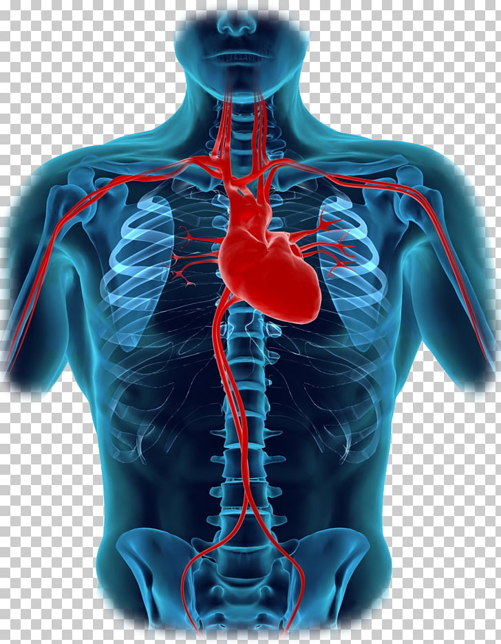 Human body heart.