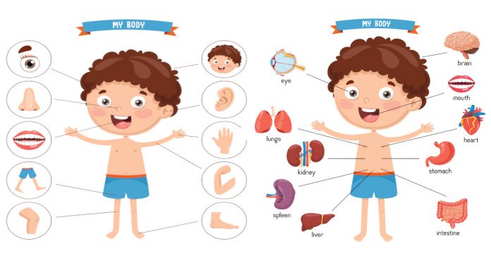 Body parts vocabulary in English