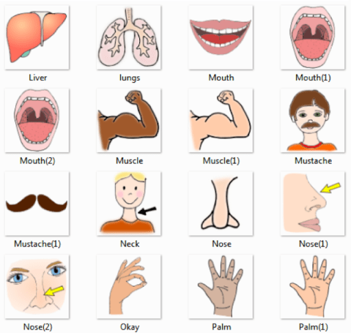 Human Body Parts Pictures with Names