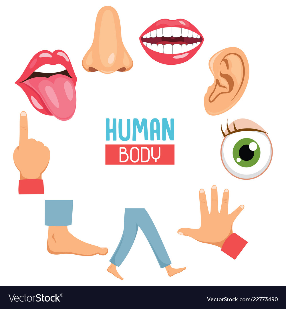 Of human body parts