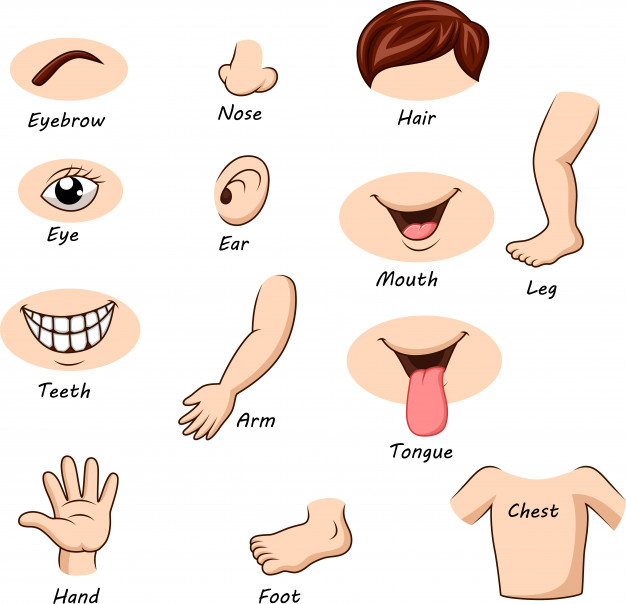 Human body parts collection set Vector