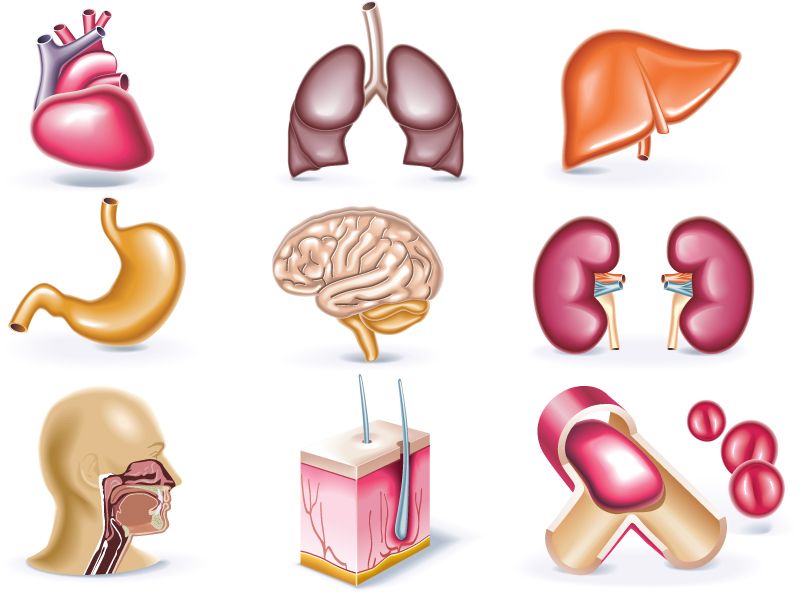 Cartoon Human Organ Icon Vector Material