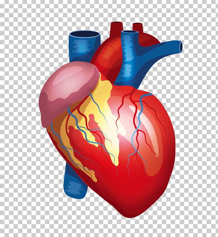 Heart Liver Kidney Human Body Organ PNG, Clipart, Artery