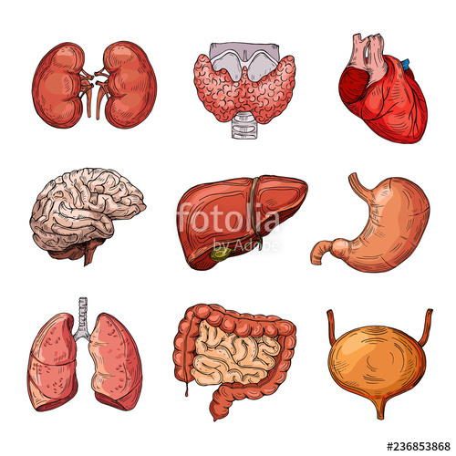 Human internal organs