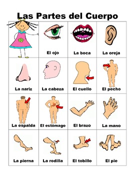 Spanish body parts.