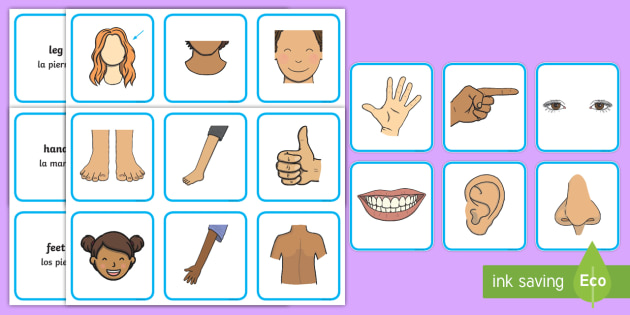 Parts of the Body Word and Picture Matching Cards English