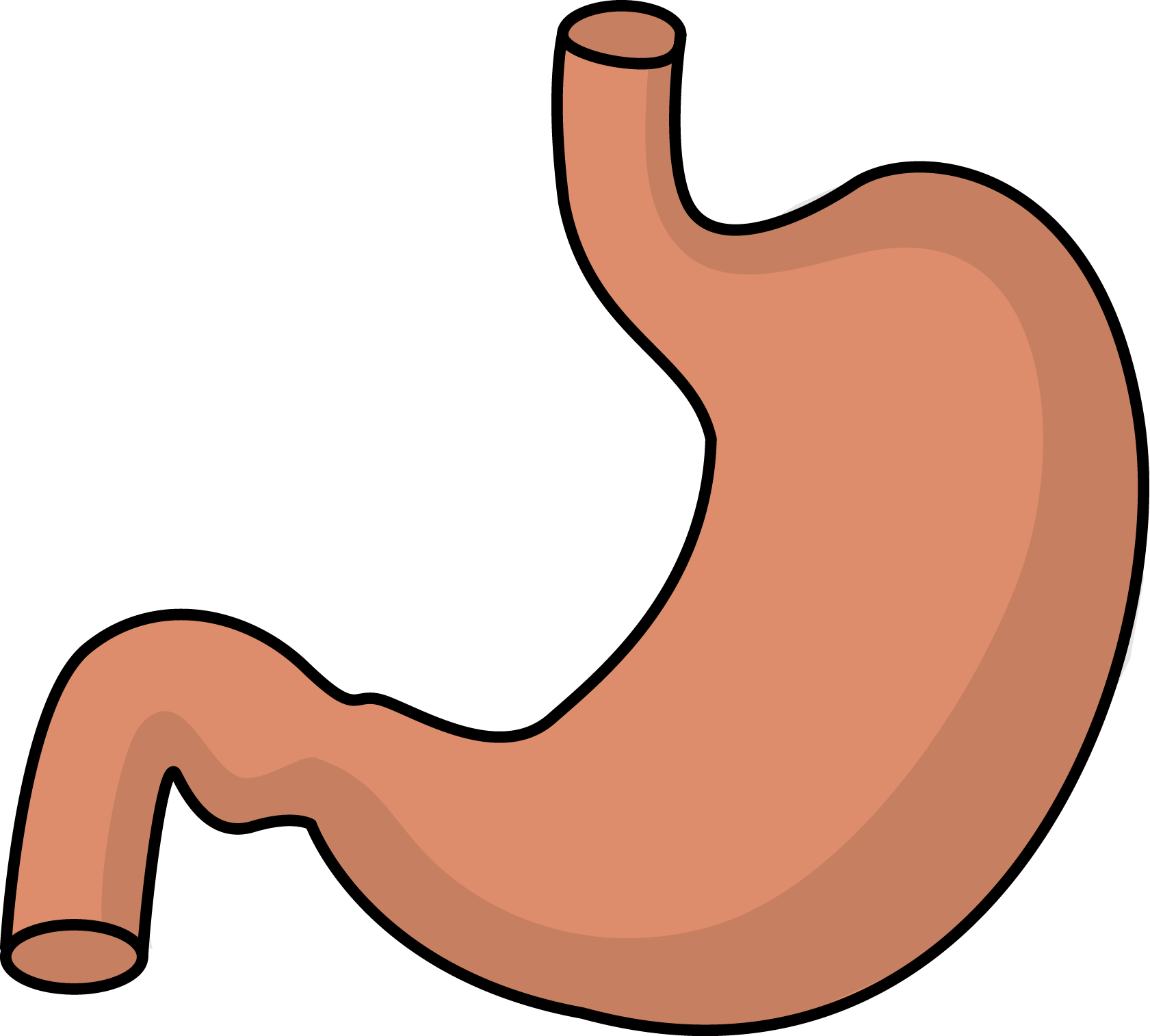 Stomach clipart body.