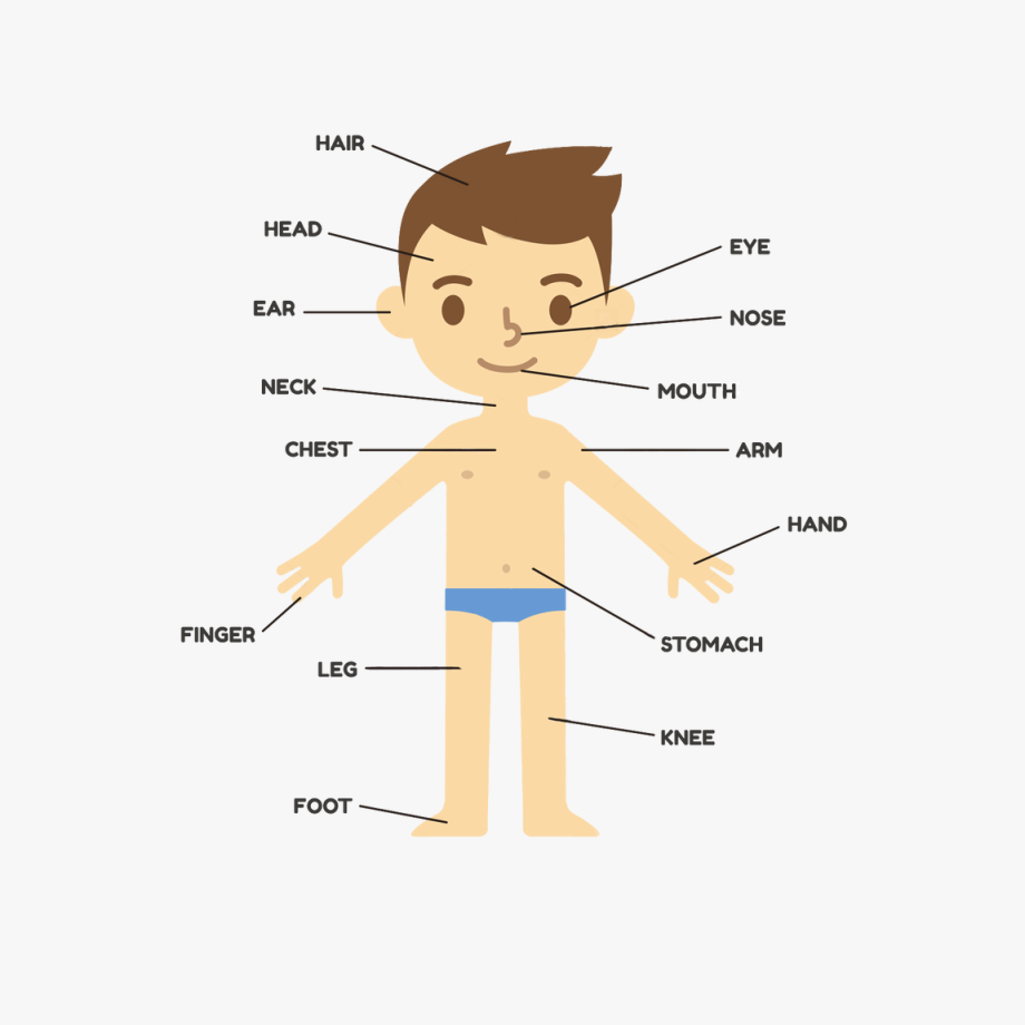 Body parts png.