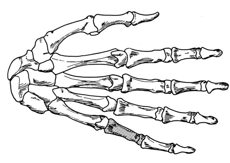 Human hand bones.