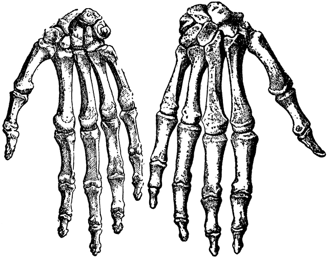 bone clipart hand drawn