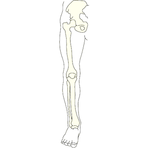 Bones leg clipart.
