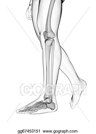 bone clipart leg