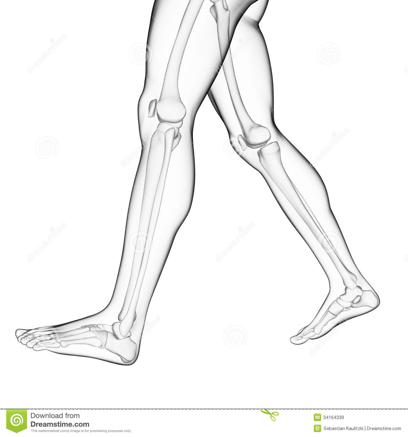 The leg bones