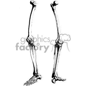 William Cheselden vector leg bones anatomy art clipart