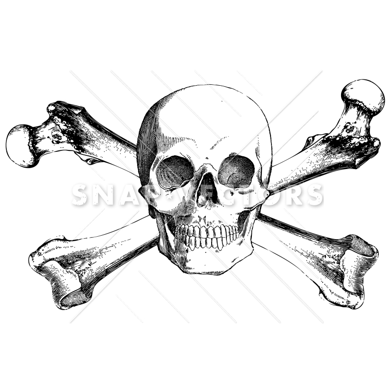 Vector Clipart Realistic Skull and Crossbones