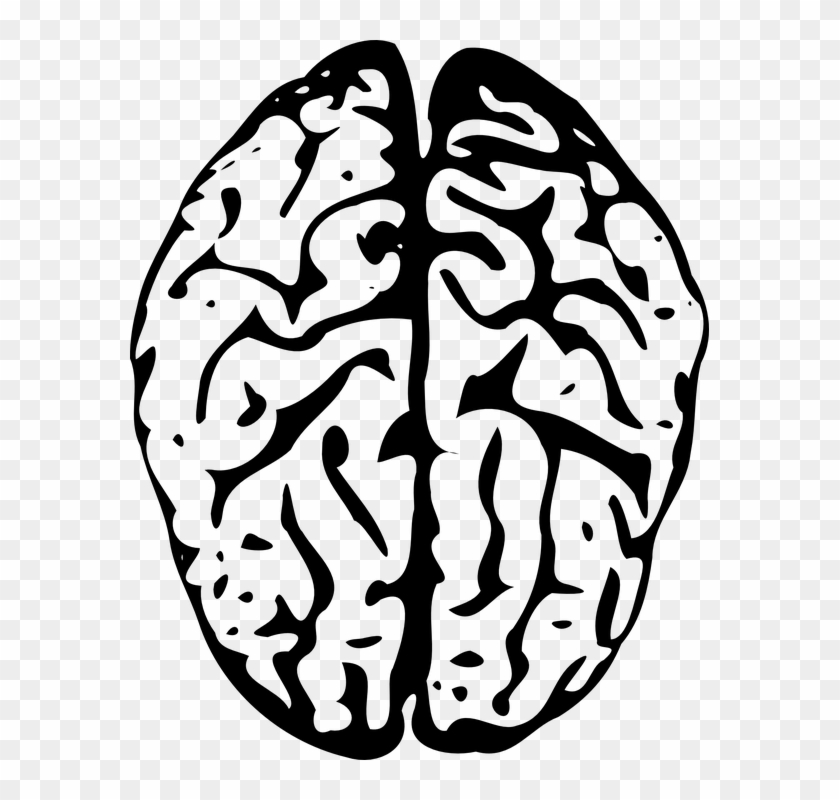 Brain outline png.