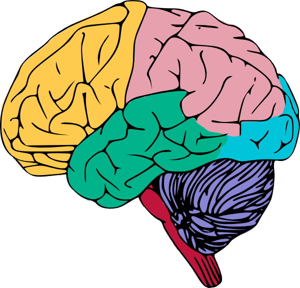 Brain Clipart Colorful and other clipart images on