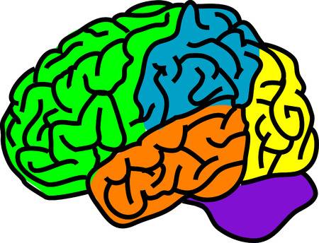Colorful brain clipart.
