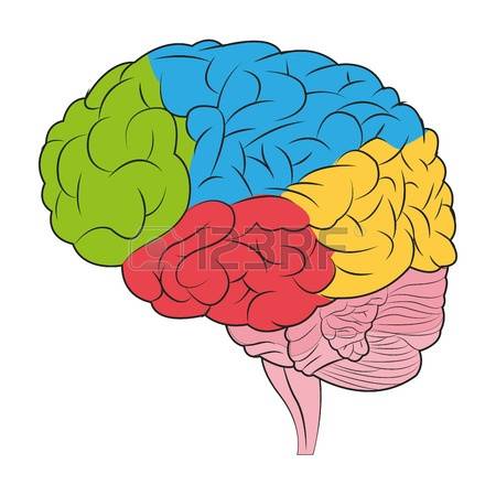 Clipart brain colorful.