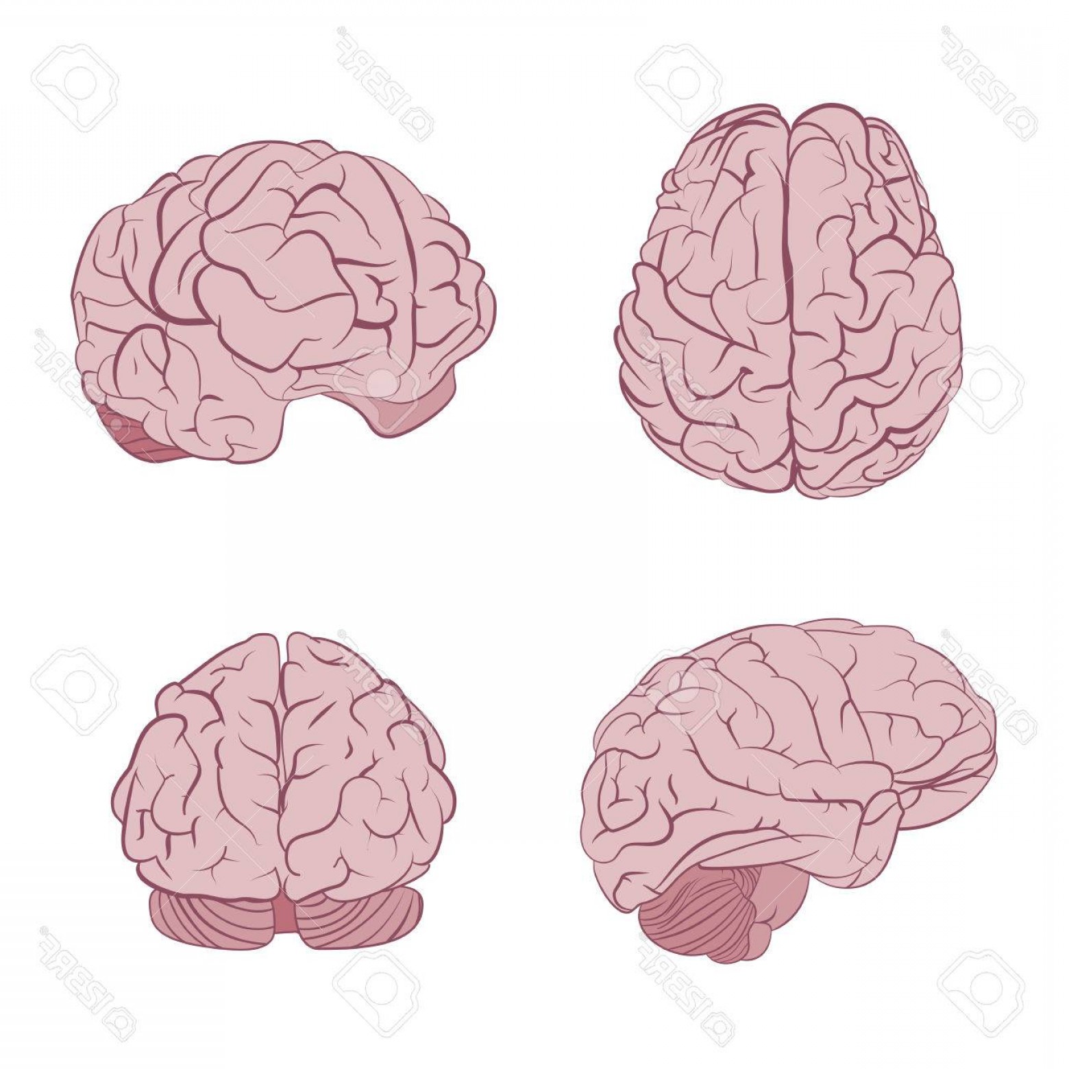 Photostock Vector Human Brain Four Views Top Frontal Side