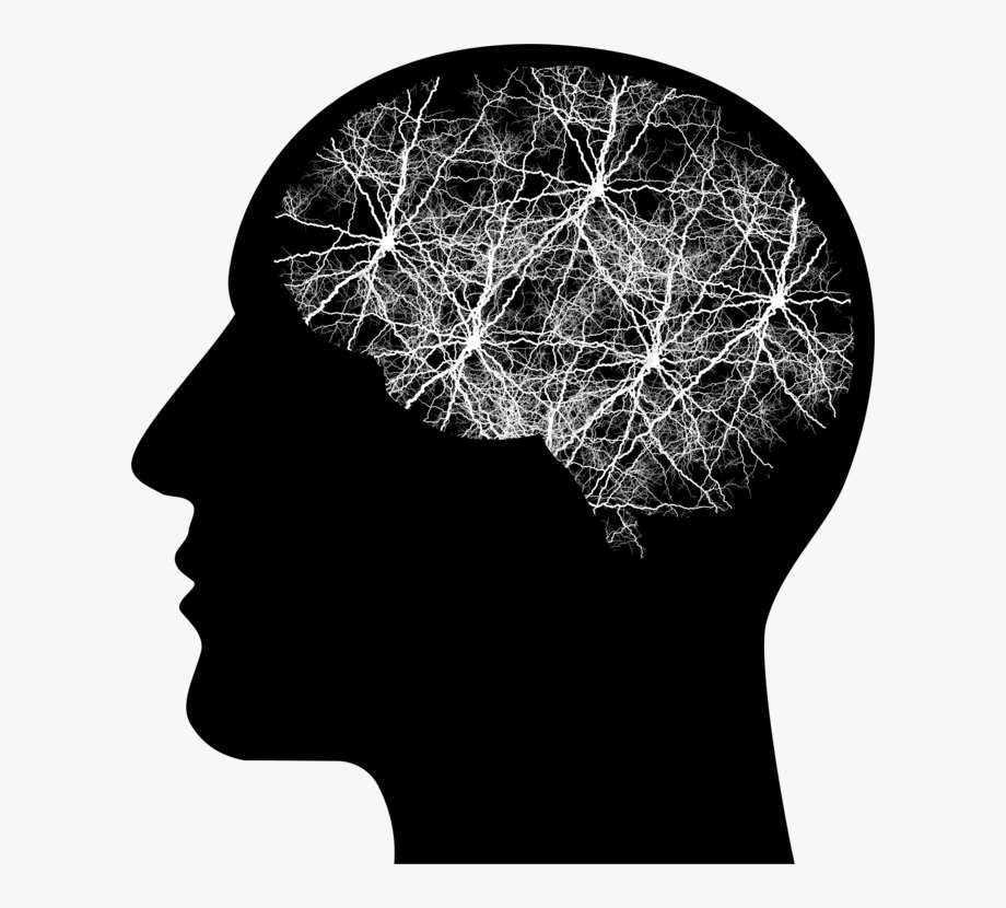 Human Brain Human Head Brain Tumor