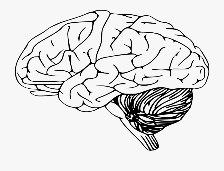 Brain Clipart Sketch