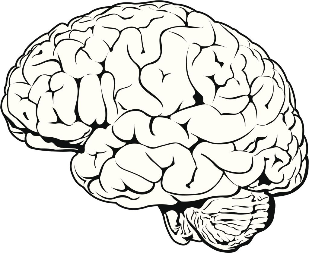 Simple drawing brain.