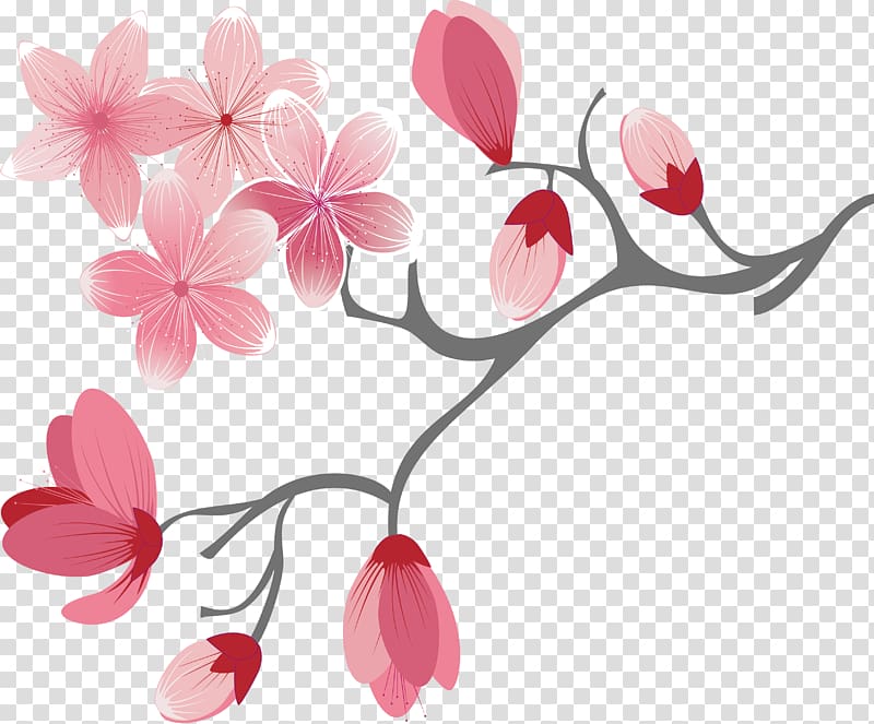 Pink cherry blossom flowers , Cherry blossom, Cartoon pink