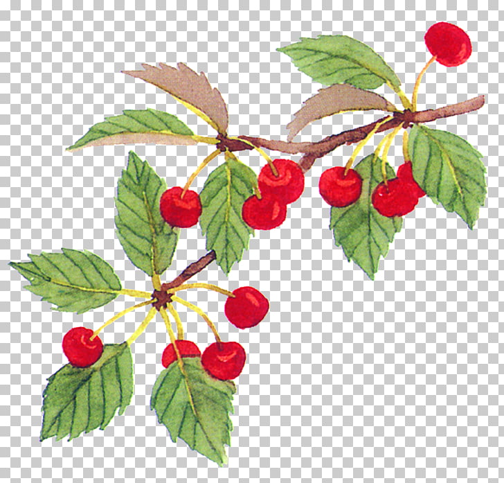 Cherry Fruit Food, Cherry tree branch material PNG clipart