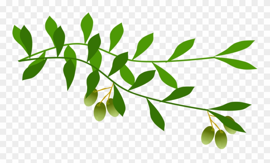 Olive branch leaf.