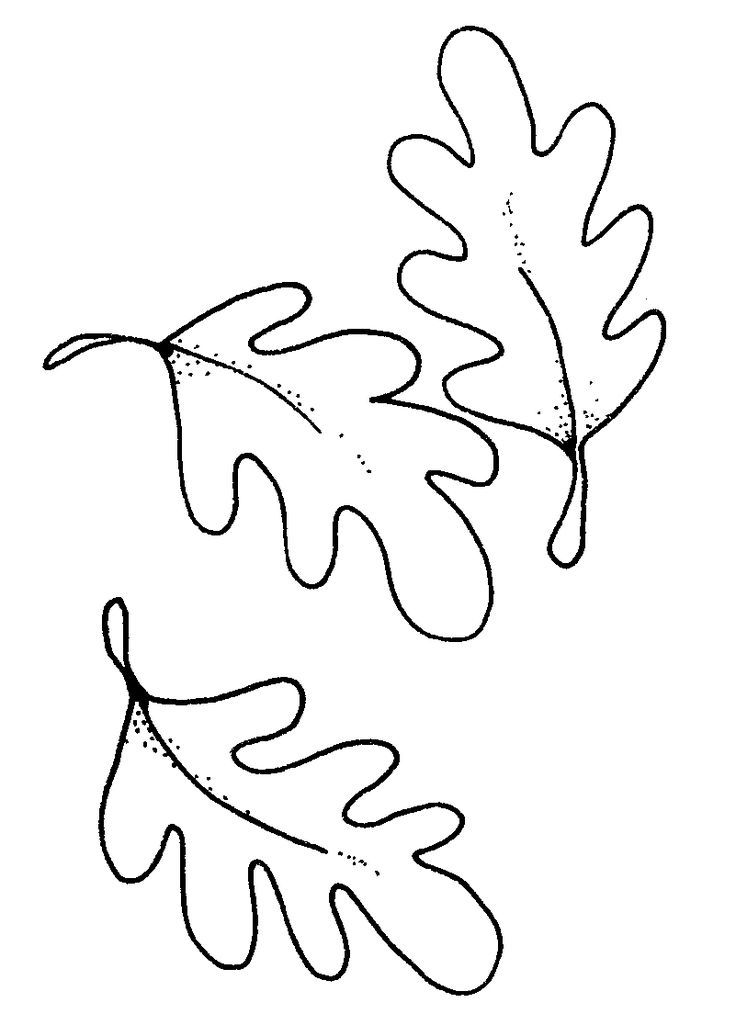 branch with leaves clipart leaf outline oak