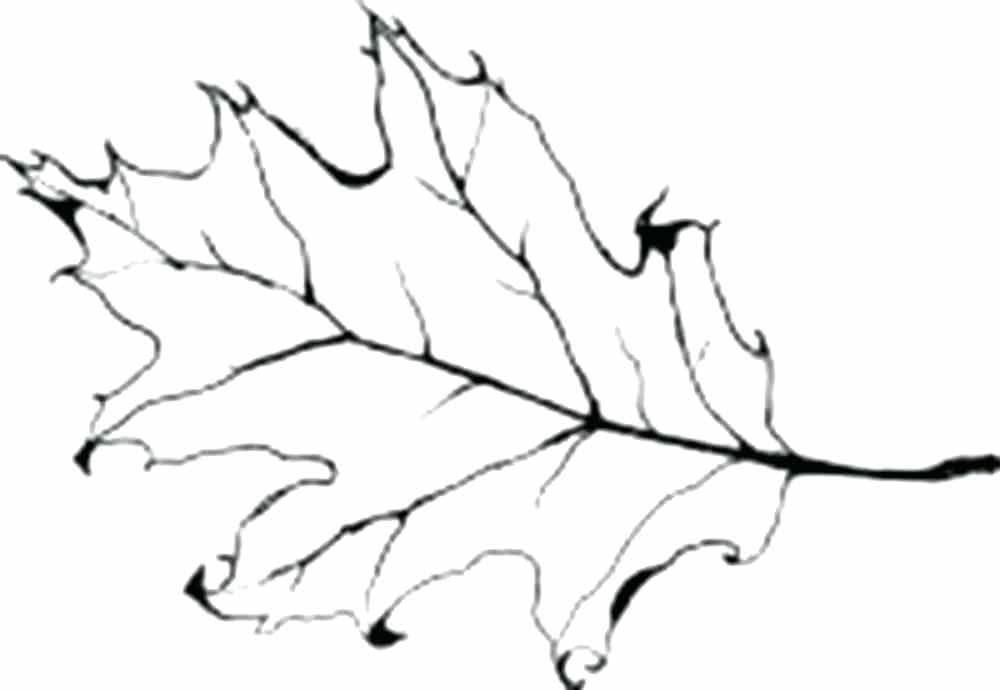 Collection of Oak leaf clipart