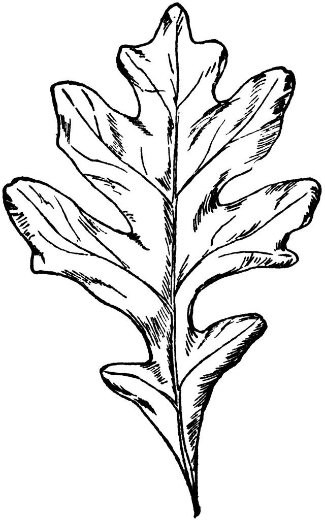 Types oak leaves.