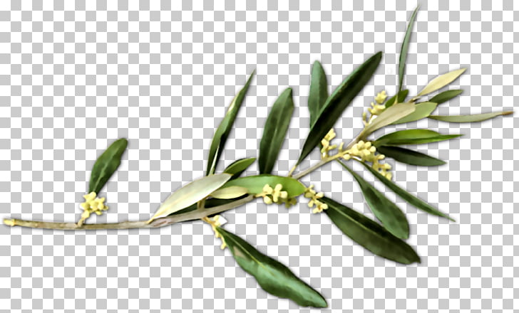 Olive Branch Petition Peace symbols, olive PNG clipart