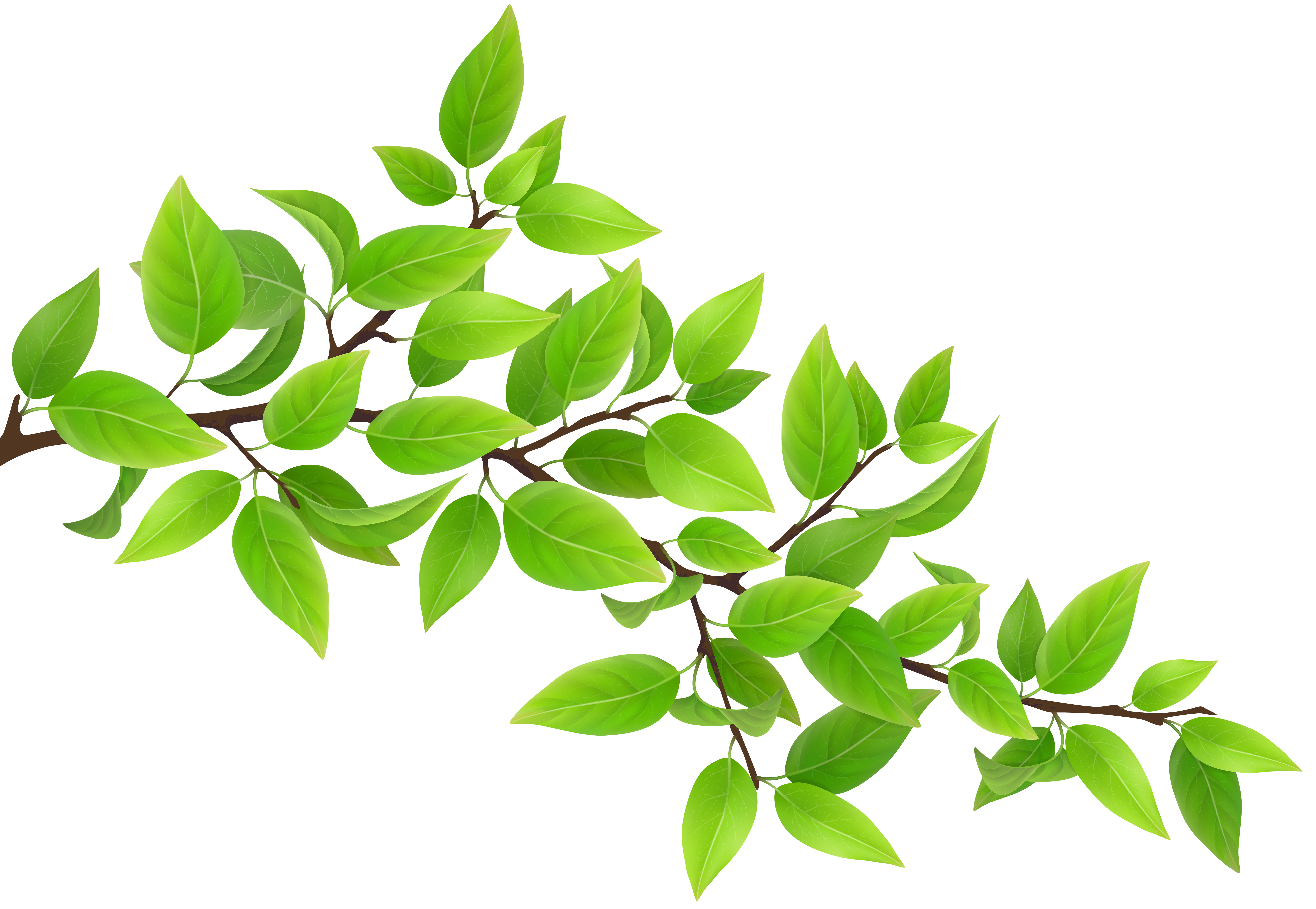 Leaves clipart branch, Leaves branch Transparent FREE for