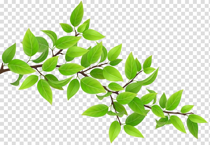 Green leaf branch.