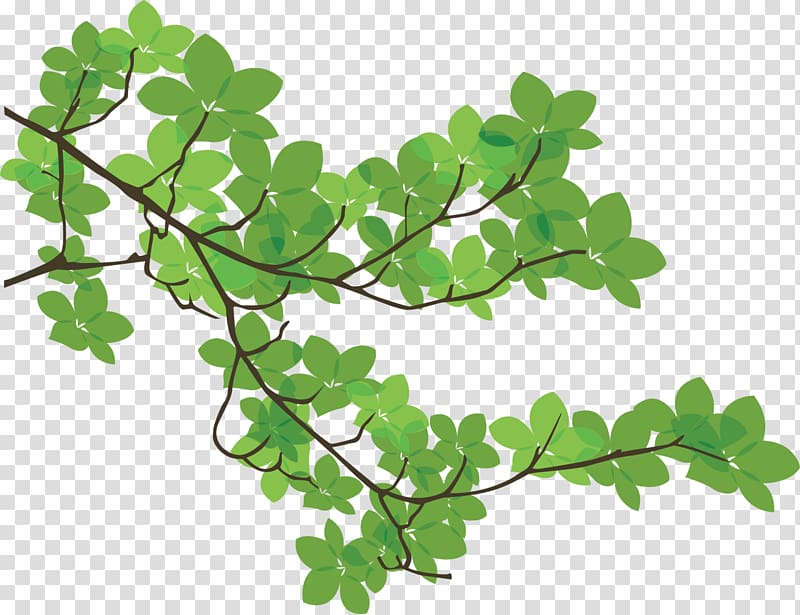 Green leaf plant illustration, Branch Leaf Tree, branches