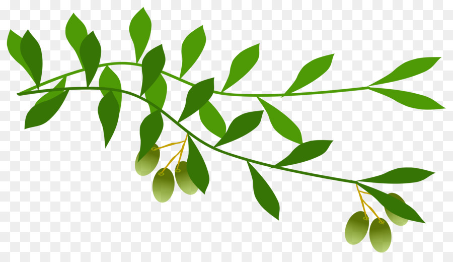 Olive leaf clipart.
