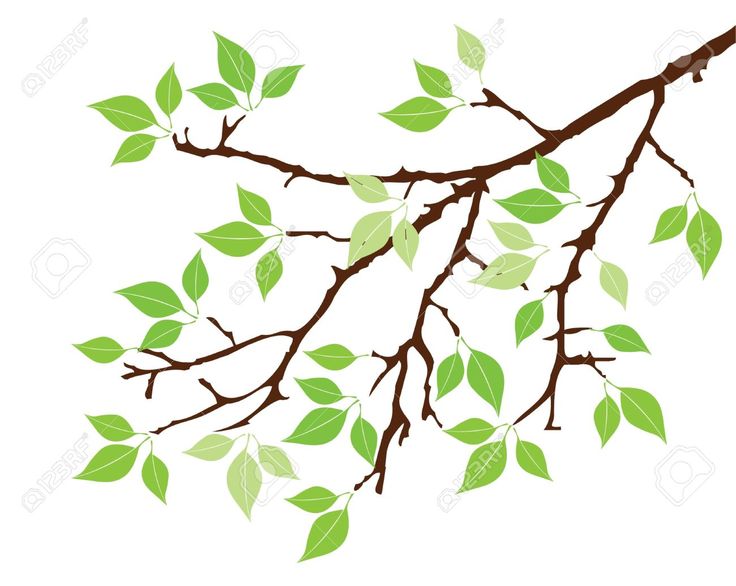 Images Of Tree Branches Clipart