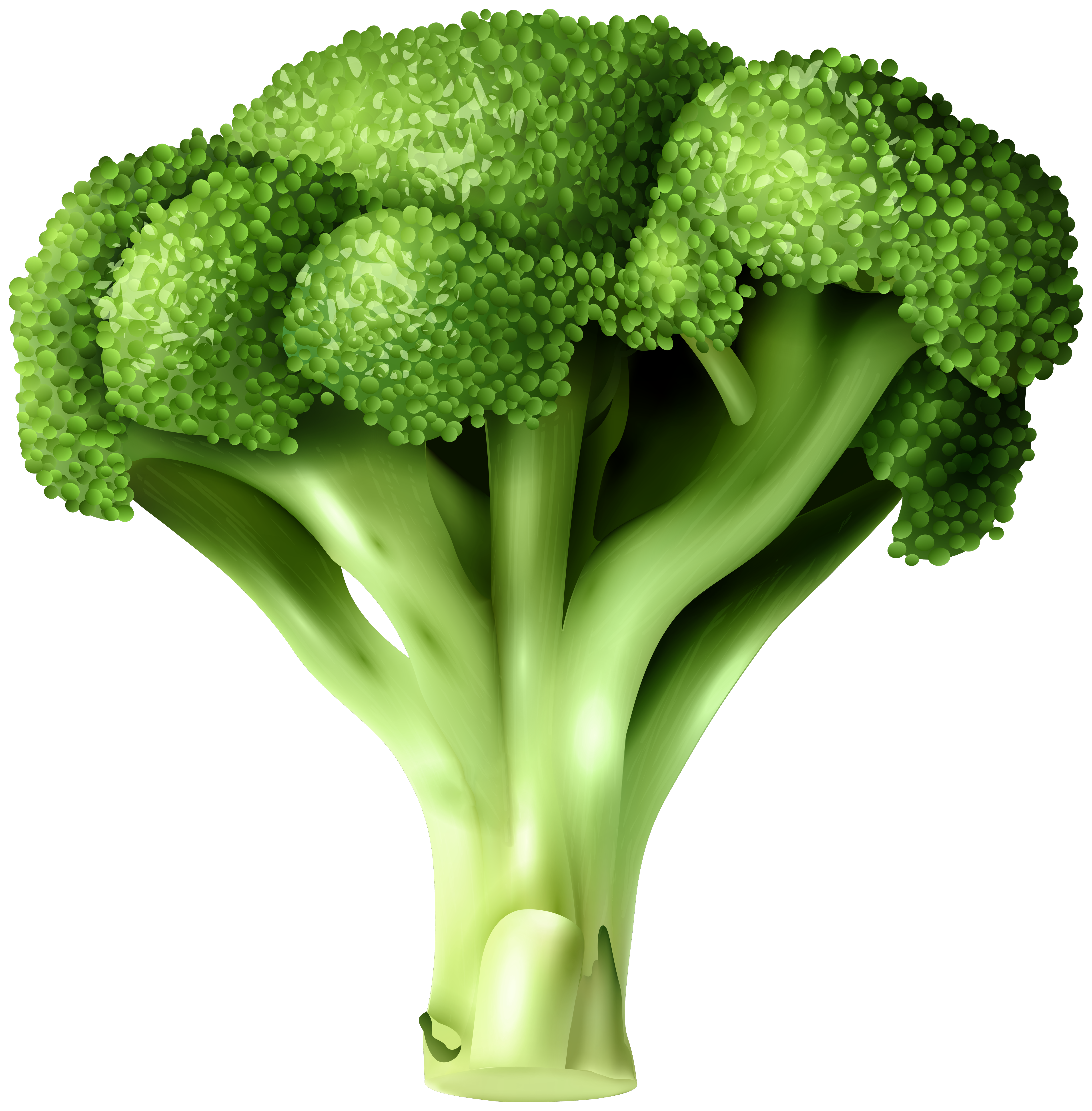 Broccoli PNG Clip Art