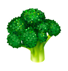 Broccoli clipart vector.