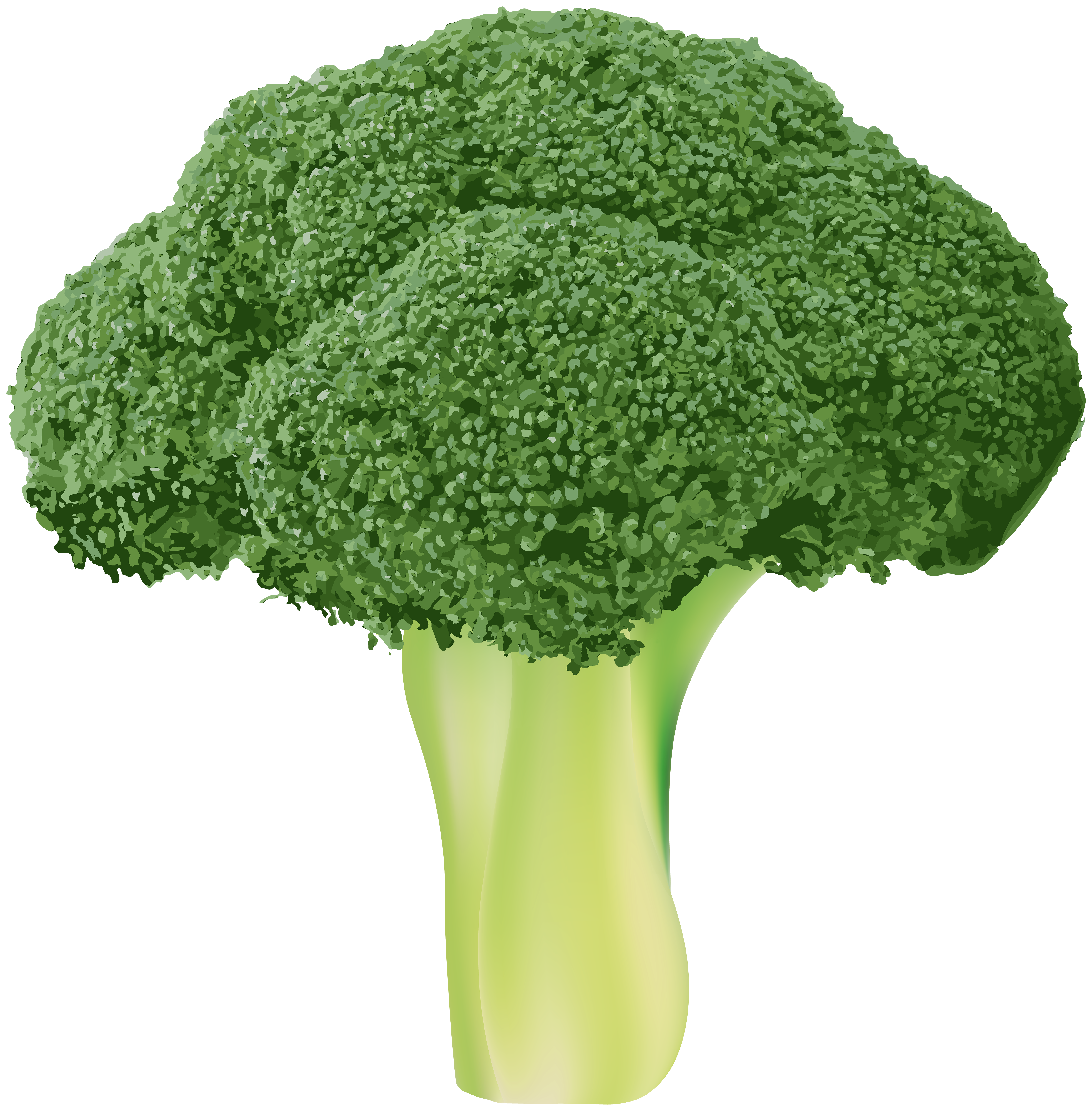 Broccoli transparent png.