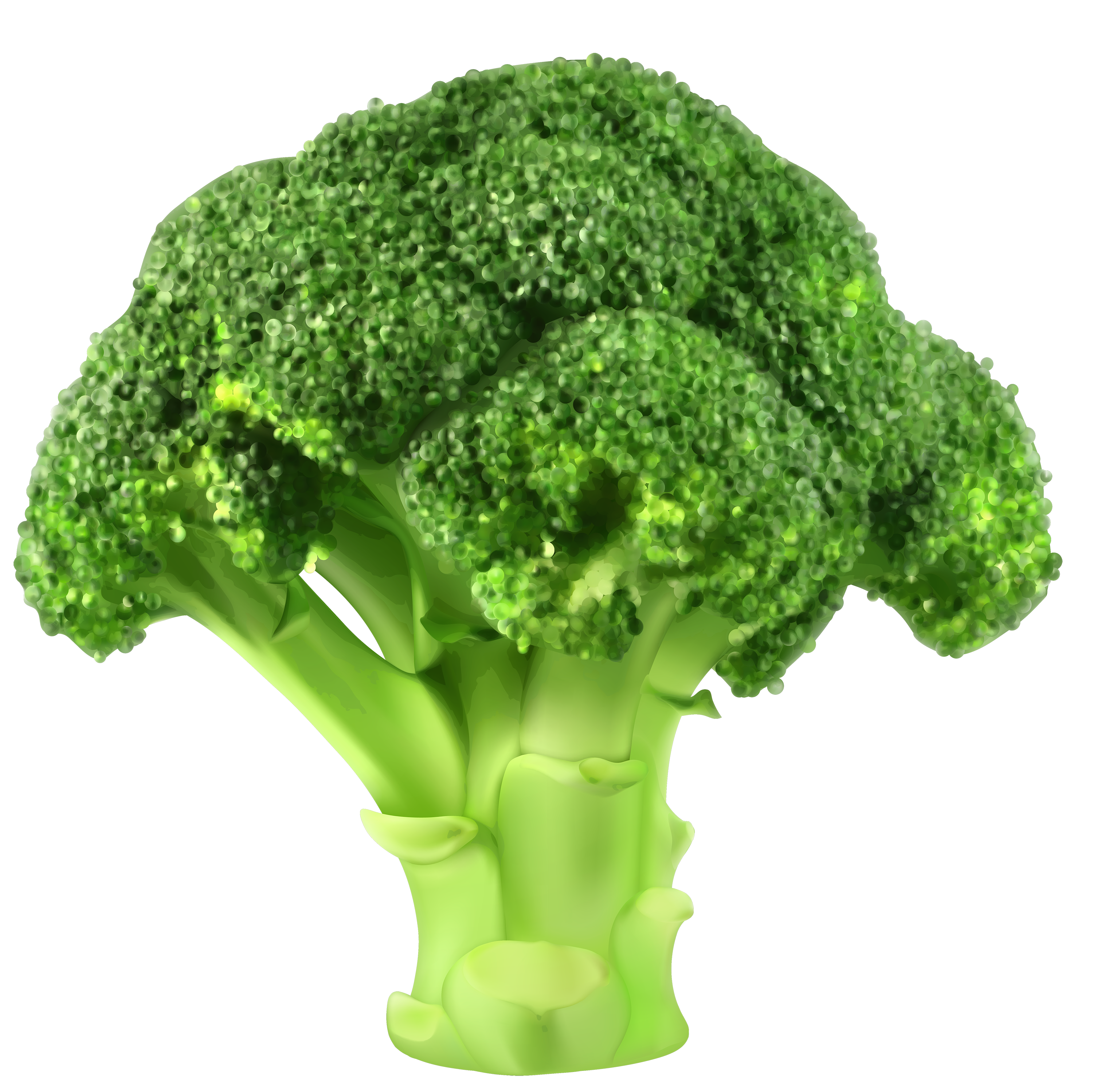Broccoli png clipart.