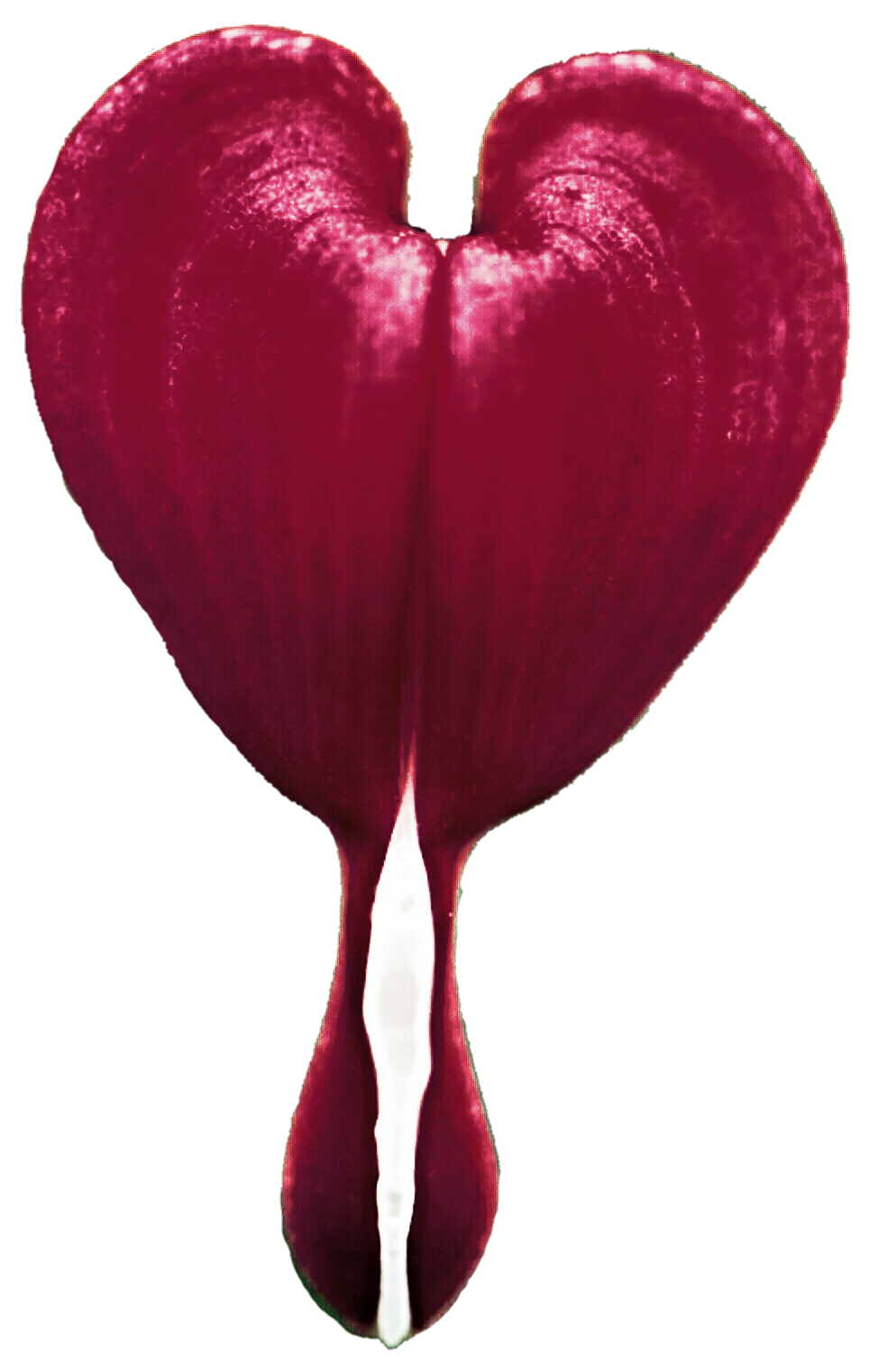 Free Bleeding Heart Cliparts, Download Free Clip Art, Free