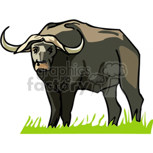African water buffalo standing in grassy field clipart