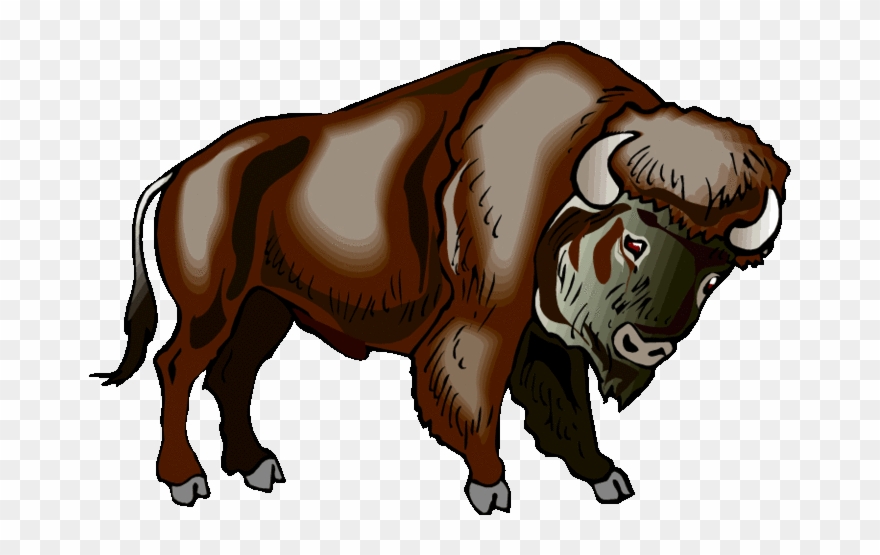 Buffalo clipart bison.